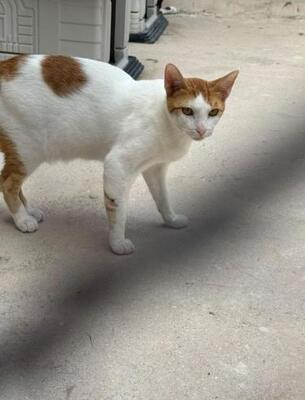 Dior (geb. Mai 2025) - EKH-Kater, EKH - Kater