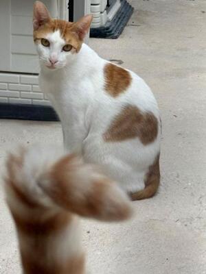 Dior (geb. Mai 2025) - EKH-Kater, EKH - Kater
