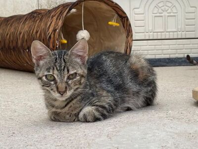 Diva (geb. April 26) - EKH-Katze, EKH - Katze