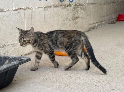Diva (geb. April 26) - EKH-Katze, EKH - Katze