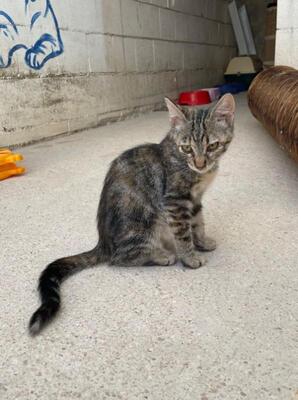 Diva (geb. April 26) - EKH-Katze, EKH - Katze