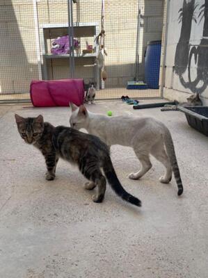 Diva (geb. April 26) - EKH-Katze, EKH - Katze