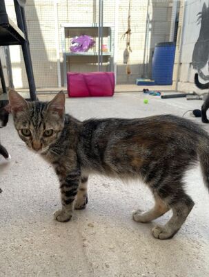 Diva (geb. April 26) - EKH-Katze, EKH - Katze