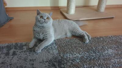 Dolly, Britisch Kurzhaar - Katze