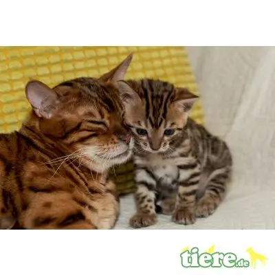 Dolly-Daisy-Dixy, Bengalkatze - Kater