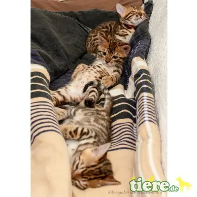 Dolly-Daisy-Dixy, Bengalkatze - Kater