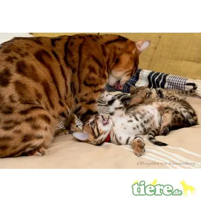 Dolly-Daisy-Dixy, Bengalkatze - Kater