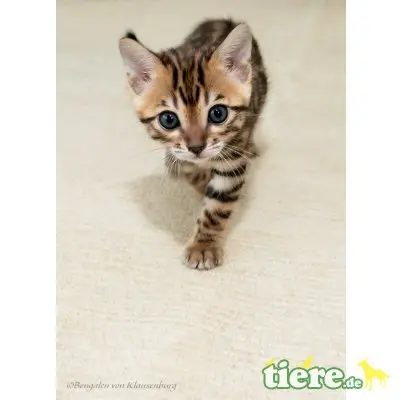 Dolly-Daisy-Dixy, Bengalkatze - Kater
