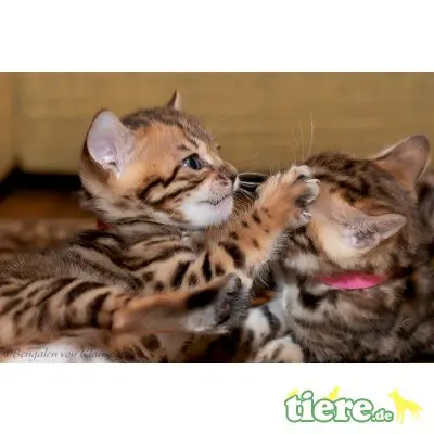 Dolly-Daisy-Dixy, Bengalkatze - Kater