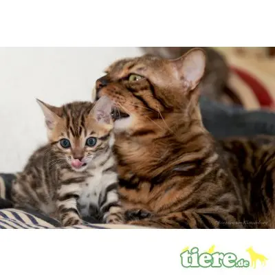 Dolly-Daisy-Dixy, Bengalkatze - Kater