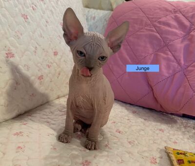 Don Sphinx Kitten, Don Sphynx Jungtier - Katze