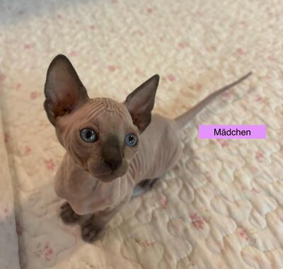 Don Sphinx Kitten, Don Sphynx Jungtier - Katze