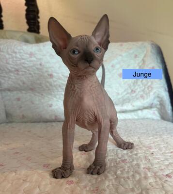 Don Sphinx Kitten, Don Sphynx Jungtier - Katze