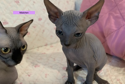 Don Sphinx Kitten, Don Sphynx Jungtier - Katze