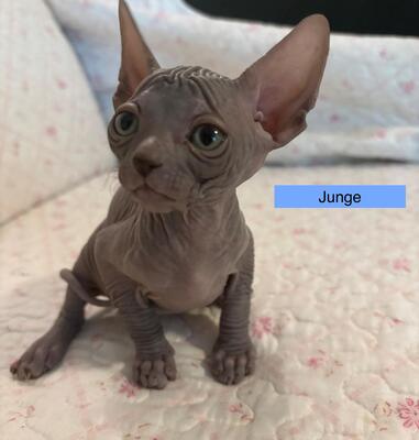 Don Sphinx Kitten, Don Sphynx Jungtier - Katze