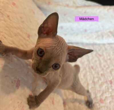 Don Sphinx Kitten, Don Sphynx Jungtier - Katze