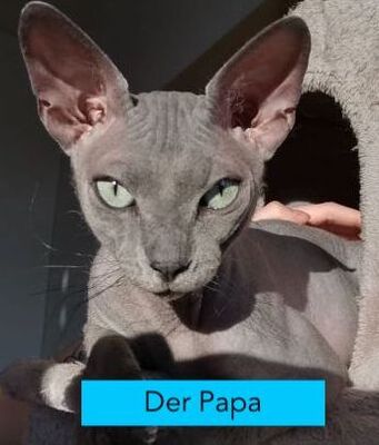 Don Sphinx Kitten, Don Sphynx Jungtier - Katze