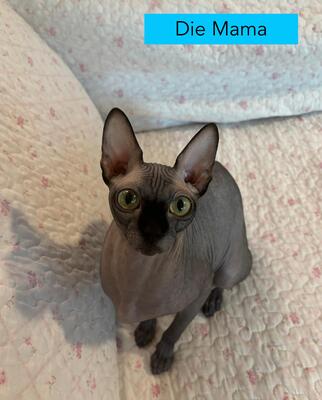 Don Sphinx Kitten, Don Sphynx Jungtier - Katze