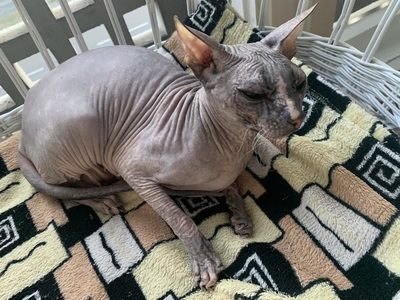 Don Sphynx, Don Sphynx - Katze