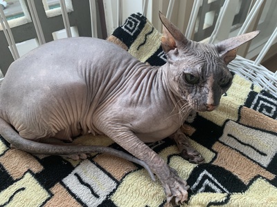 Don Sphynx, Don Sphynx - Katze