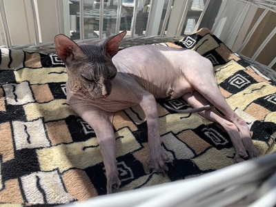 Don Sphynx, Don Sphynx - Katze