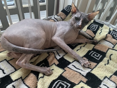 Don Sphynx, Don Sphynx - Katze