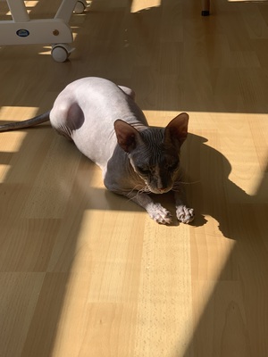 Don Sphynx, Don Sphynx - Katze