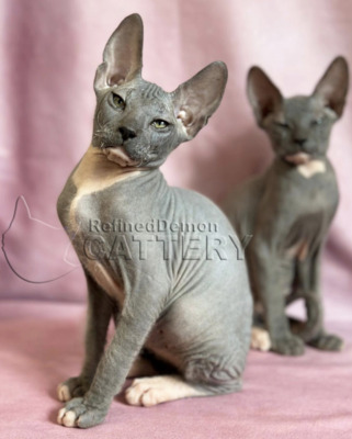 Don Sphynx - Katze