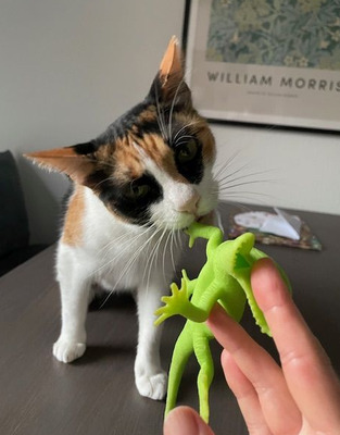 Donna - knuffig, sozial und sehr menschenbezogen, EKH - Katze