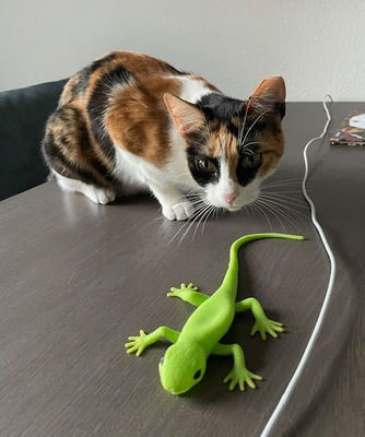 Donna - knuffig, sozial und sehr menschenbezogen, EKH - Katze
