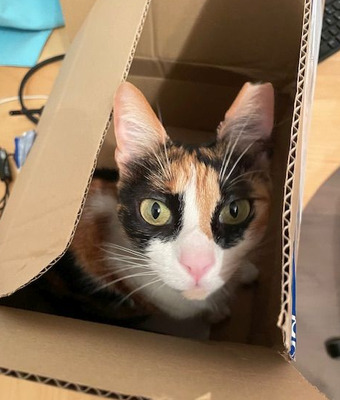 Donna - knuffig, sozial und sehr menschenbezogen, EKH - Katze