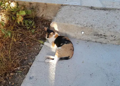 Donna - knuffig, sozial und sehr menschenbezogen, EKH - Katze