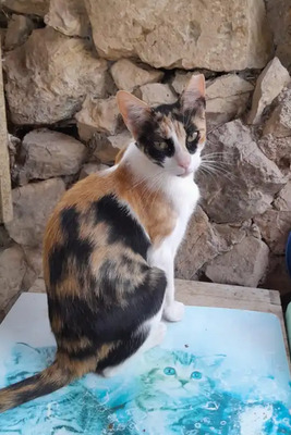 Donna - knuffig, sozial und sehr menschenbezogen, EKH - Katze