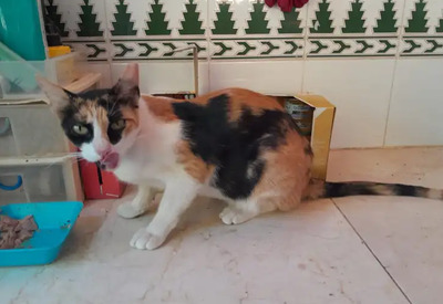 Donna - knuffig, sozial und sehr menschenbezogen, EKH - Katze