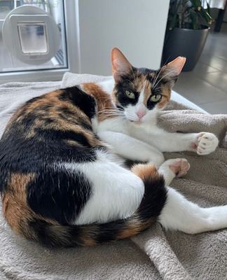Donna - knuffig, sozial und sehr menschenbezogen, EKH - Katze