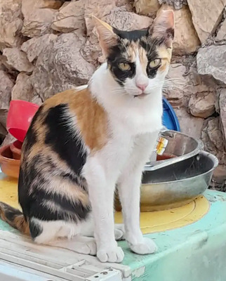 Donna - knuffig, sozial und sehr menschenbezogen, EKH - Katze