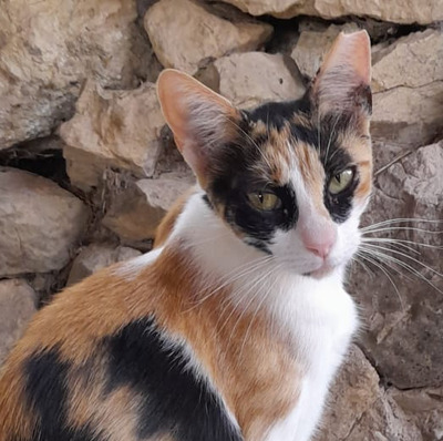 Donna - knuffig, sozial und sehr menschenbezogen, EKH - Katze