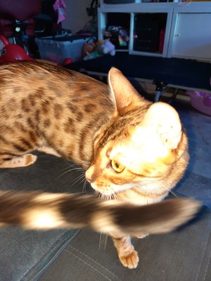 Dora, Bengal - Katze
