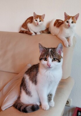 Drei süße Kätzchen suchen dringend ein liebevolles Zuhause! (aus dem Tierschutz / gechipt, geimpft), Bauernhofskatze Jungtier - Katze