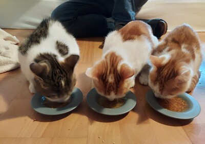 Drei süße Kätzchen suchen dringend ein liebevolles Zuhause! (aus dem Tierschutz / gechipt, geimpft), Bauernhofskatze Jungtier - Katze