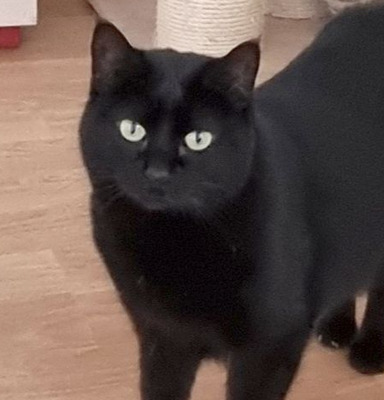 Dringend! Sopresa - schüchtern und friedliebend braucht endlich ein Zuhause!, EKH - Katze