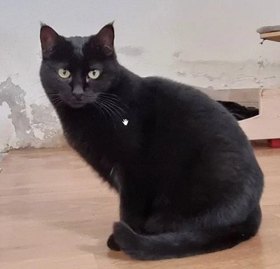 Dringend! Sopresa - schüchtern und friedliebend braucht endlich ein Zuhause!, EKH - Katze