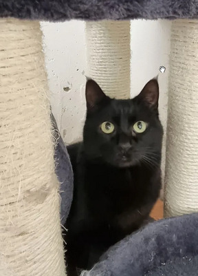 Dringend! Sopresa - schüchtern und friedliebend braucht endlich ein Zuhause!, EKH - Katze