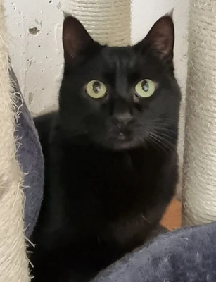 Dringend! Sopresa - schüchtern und friedliebend braucht endlich ein Zuhause!, EKH - Katze