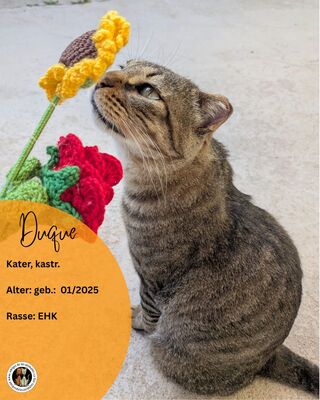 Duque, Europäisch Kurzhaar - Kater