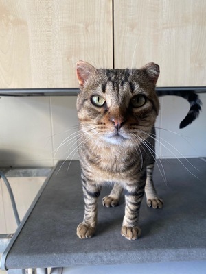Duque, Europäisch Kurzhaar - Kater