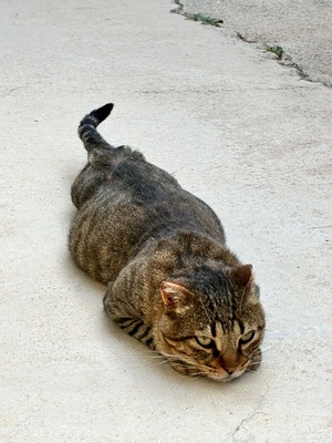 Duque, Europäisch Kurzhaar - Kater