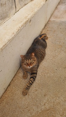 Duque, Europäisch Kurzhaar - Kater