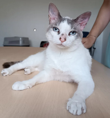 Duquesa, Thai-Siam-Mix - Katze