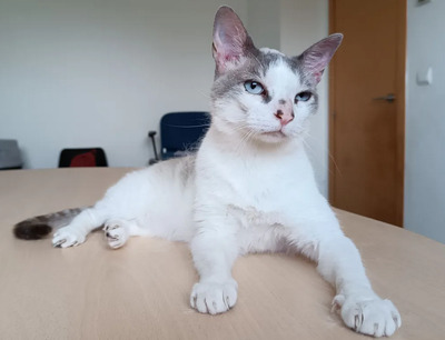 Duquesa, Thai-Siam-Mix - Katze